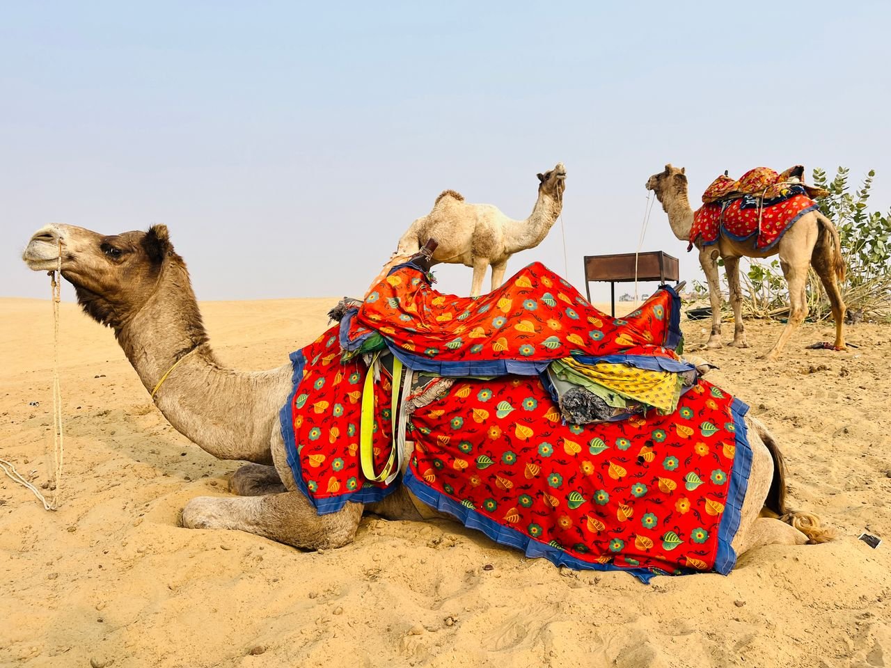 A Cultural Tour of Rajasthan, India