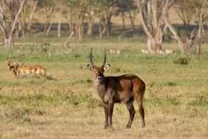 Safari Experience in Kenya