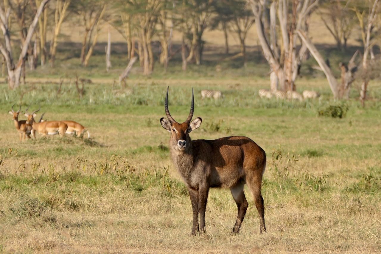 Safari Experience in Kenya